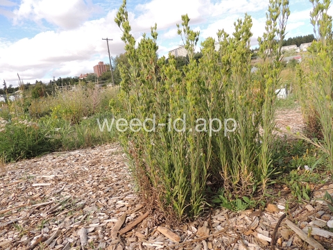 tarweed, cluster
